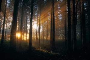 landscapes, Filtered, Sunlight, Beams, Rays, Sunset, Sunrise, Forest, Woods