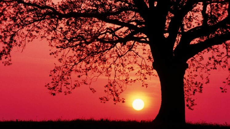 sunset, Sunrise, Sky, Trees, Landscapes, Leaves HD Wallpaper Desktop Background