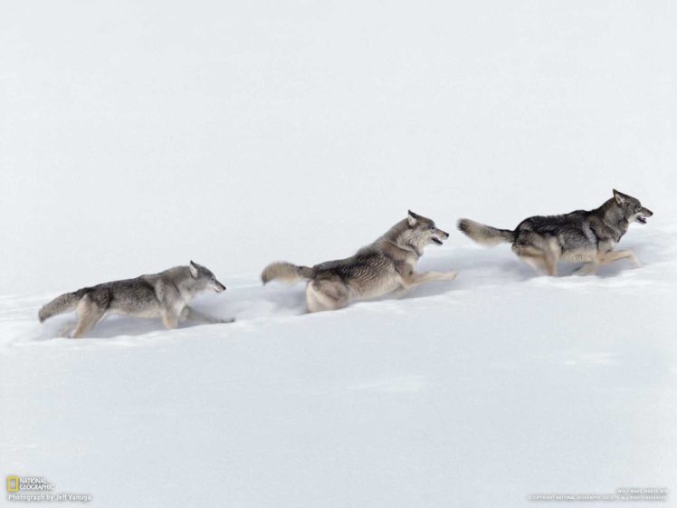 animals, Canines, Wolf, Wolves, Winter, Snow, Predator, Wildlife, Pack HD Wallpaper Desktop Background