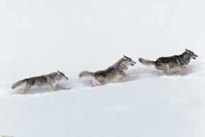 animals, Canines, Wolf, Wolves, Winter, Snow, Predator, Wildlife, Pack