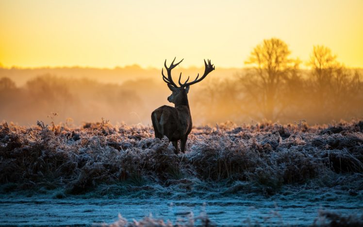 animals, Deer, Sunrise, Sunset, Landscapes, Nature, Autumn, Fall, Frost HD Wallpaper Desktop Background
