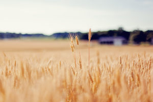nature, Landscapes, Fields, Grass, Wheat, Macro