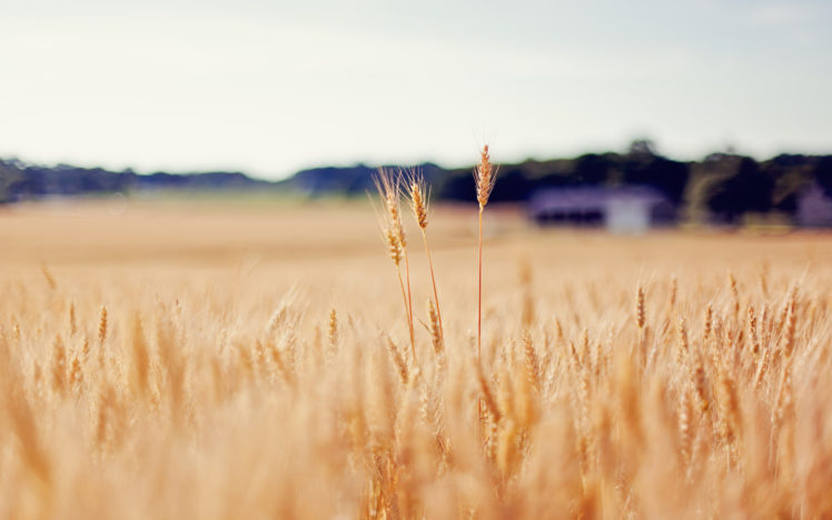 nature, Landscapes, Fields, Grass, Wheat, Macro HD Wallpaper Desktop Background