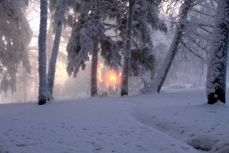 seasons, Winter, Snow, Trees, Forest, Woods, Sunrise, Sunset HD Wallpaper Desktop Background