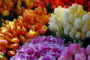 tulips, Flowers, Bouquet