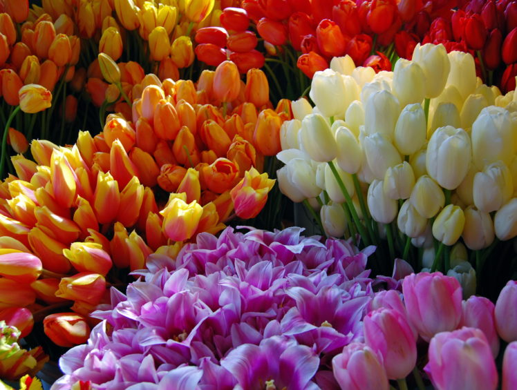 tulips, Flowers, Bouquet HD Wallpaper Desktop Background