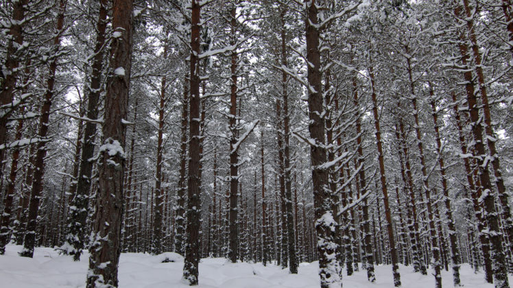 nature, Landscapes, Trees, Forest, Woods, Winter, Snow HD Wallpaper Desktop Background