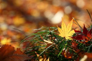 nature, Leaves, Autumn, Fall, Macro, Grass