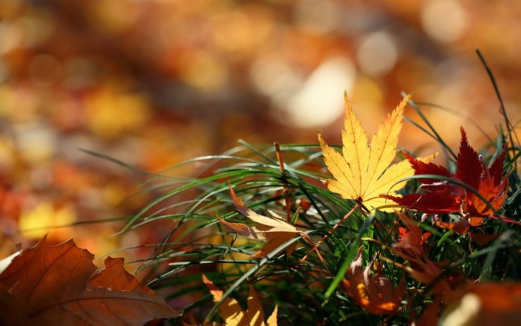 nature, Leaves, Autumn, Fall, Macro, Grass HD Wallpaper Desktop Background