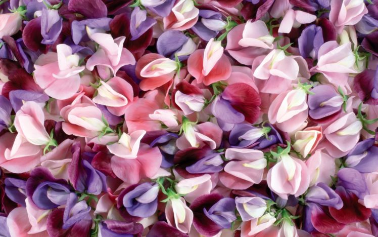purple, And, Pink, Flowers HD Wallpaper Desktop Background