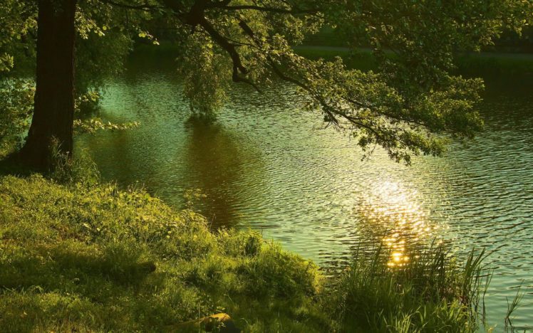 nature, Summer, River, Forest HD Wallpaper Desktop Background