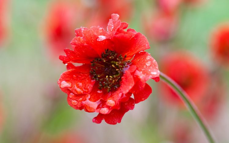 nature, Flowers, Macro, Drops, Red HD Wallpaper Desktop Background