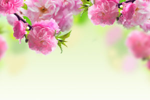 nature, Flowers, Macro, Pink