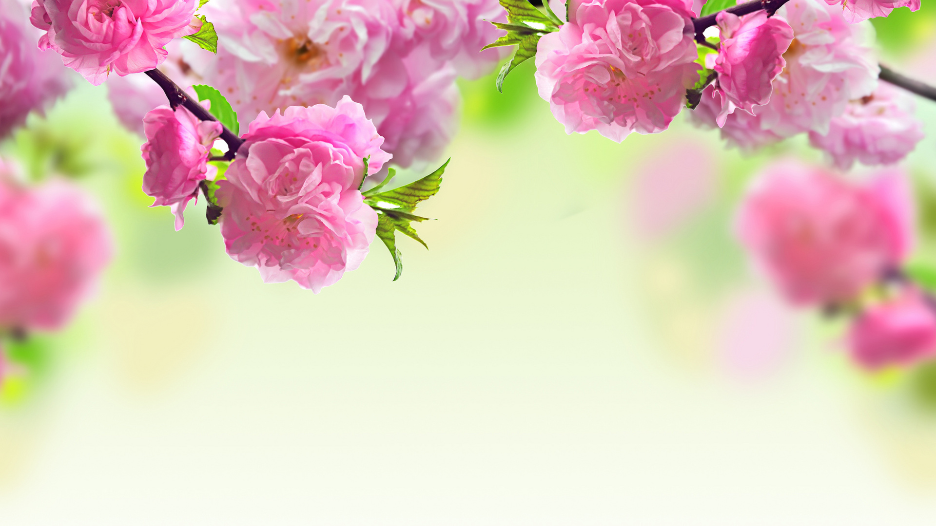 nature, Flowers, Macro, Pink Wallpaper
