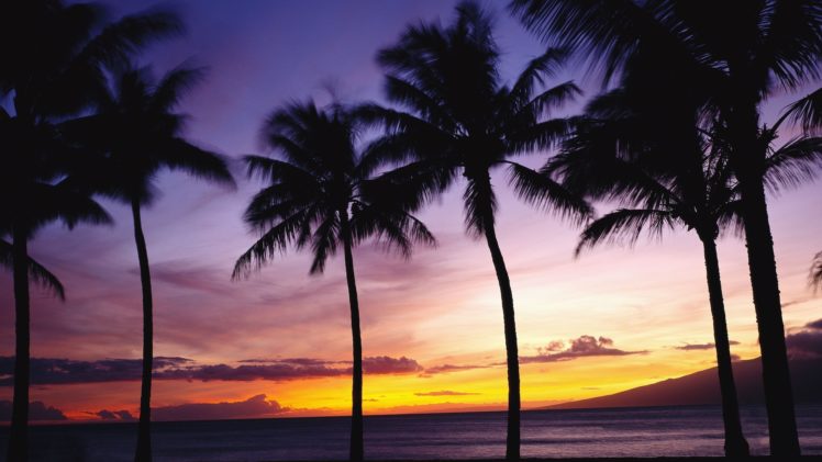 nature, Palm, Trees, Tropical, Sky, Sunset, Sunrise HD Wallpaper Desktop Background