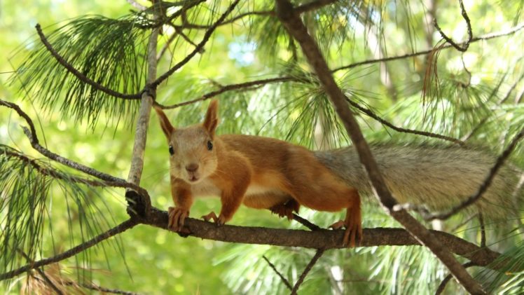 animals, Squirrels, Nature HD Wallpaper Desktop Background