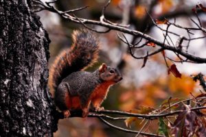 animals, Squirrels, Trees