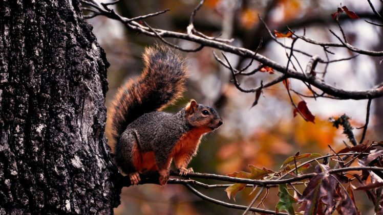 animals, Squirrels, Trees HD Wallpaper Desktop Background