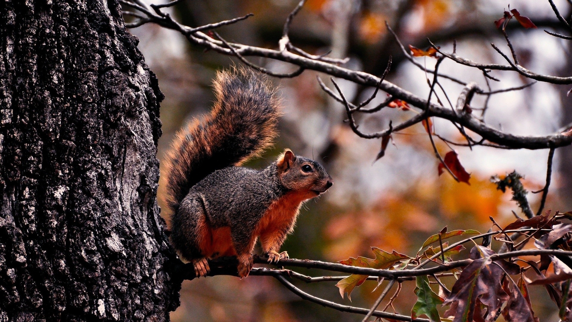 animals, Squirrels, Trees Wallpaper