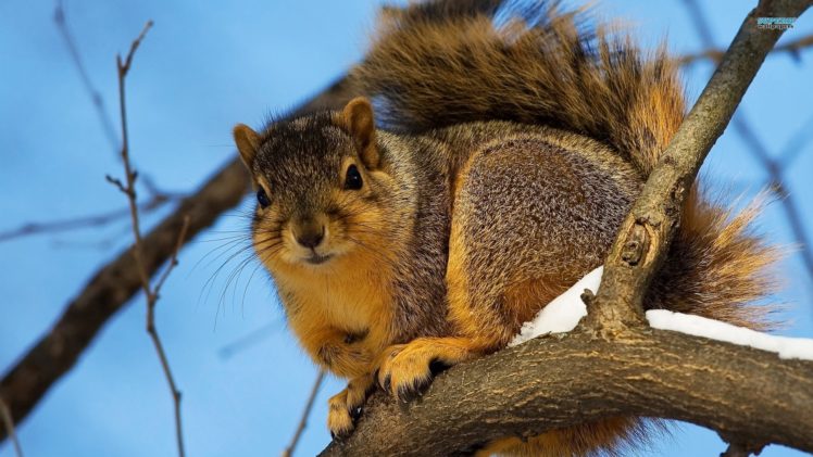animals, Squirrels, Winter HD Wallpaper Desktop Background