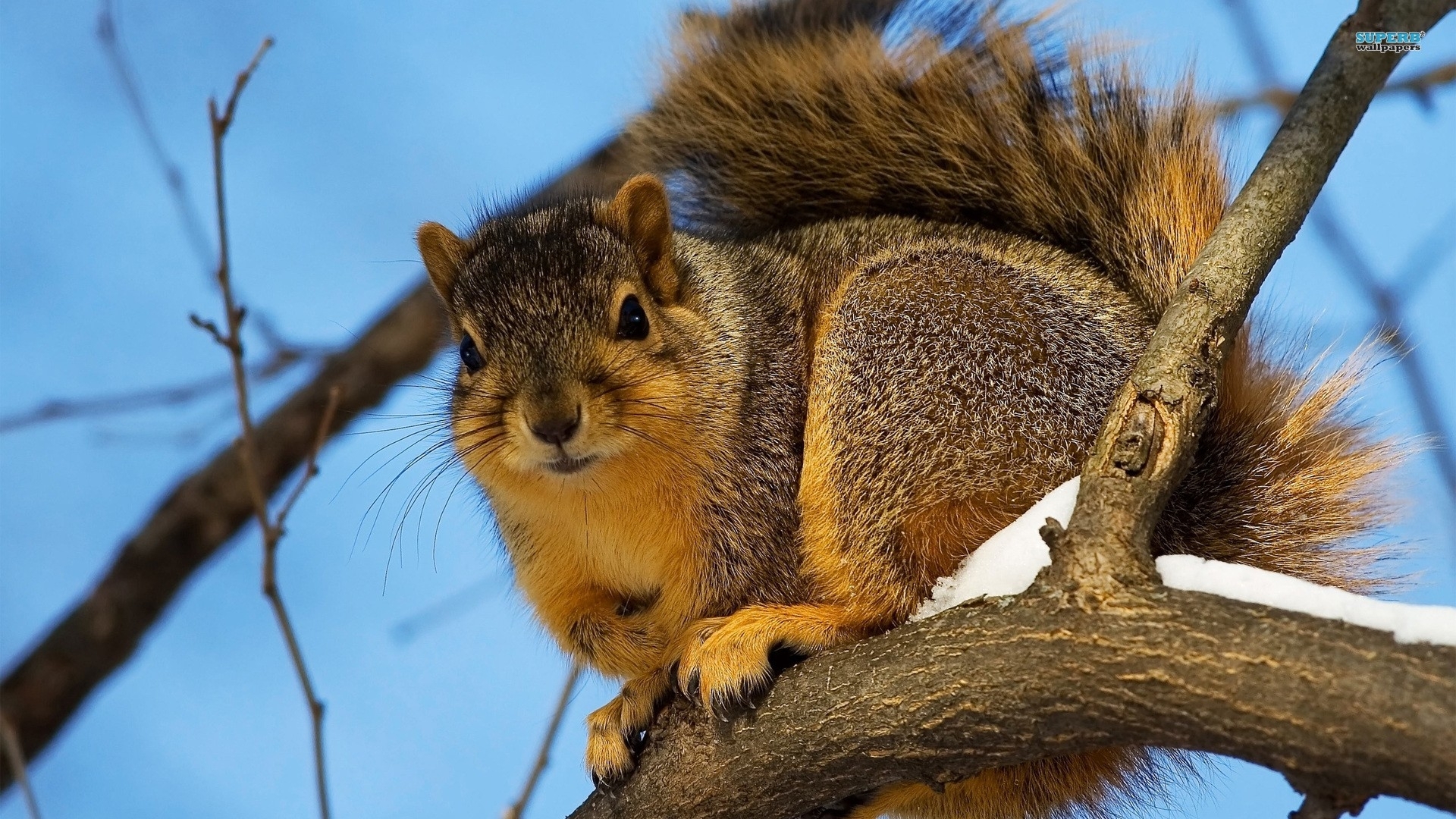 animals, Squirrels, Winter Wallpaper