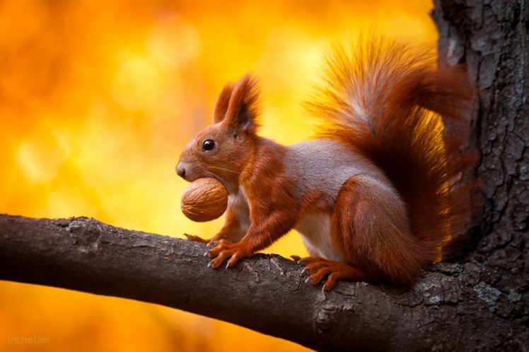 1600×1067, Animals, Squirrels HD Wallpaper Desktop Background