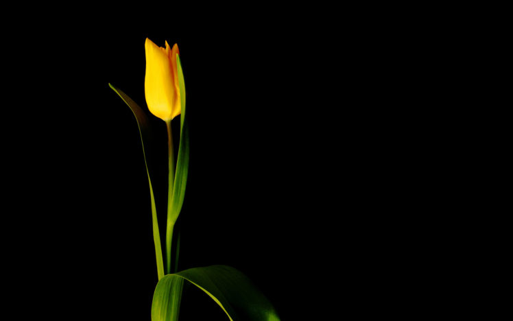 nature, Flowers, Yellow, Plants HD Wallpaper Desktop Background