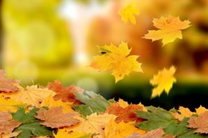 nature, Leaves, Autumn, Fall, Seasons