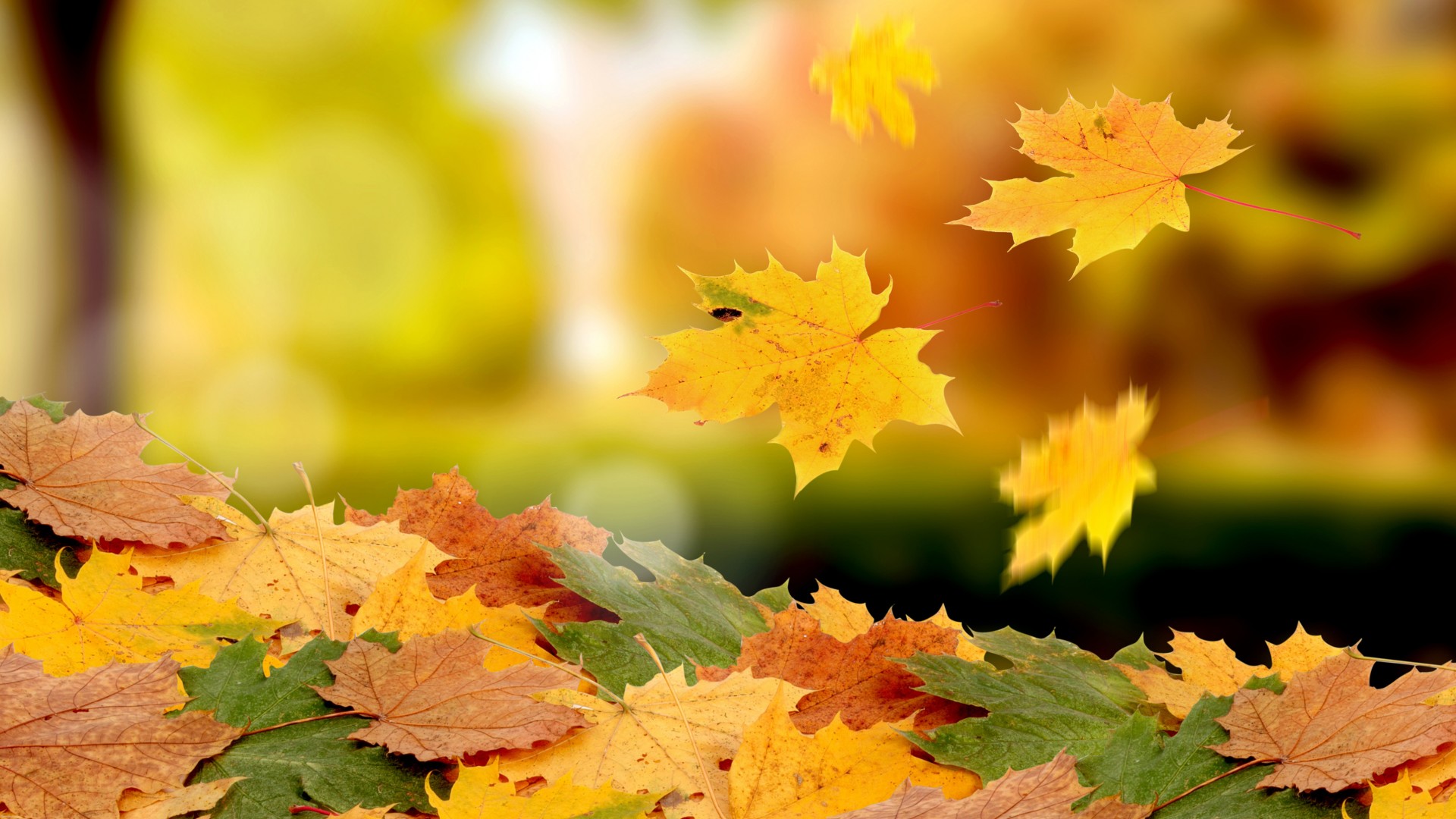 nature, Leaves, Autumn, Fall, Seasons Wallpaper