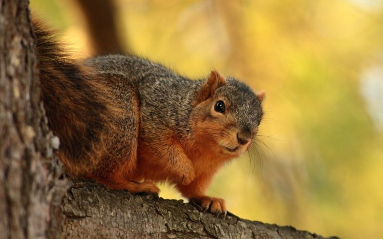 squirrel, Branch HD Wallpaper Desktop Background