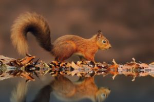 squirrels, Reflections