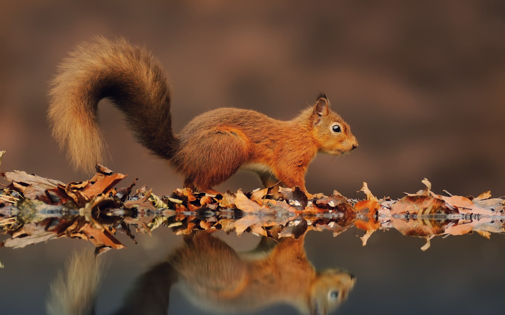 squirrels, Reflections Wallpaper