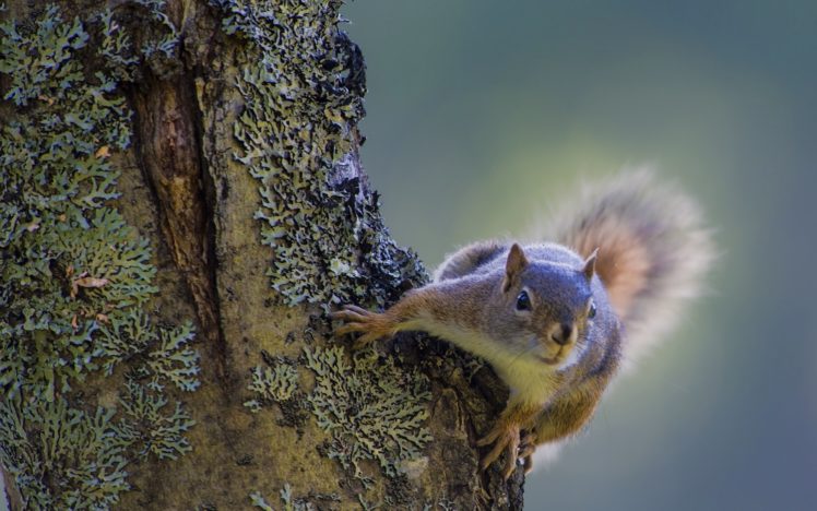 trees, Animals, Squirrels HD Wallpaper Desktop Background