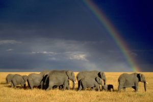 elephants, Herd, Rainbow, Animals, Africa, Nature, Landscapes, Sky, Storm, Rain, Babies, Clouds, Grass