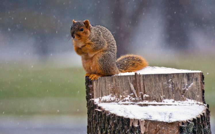 squirrel, Snow, Winter, Flakes, Seasons HD Wallpaper Desktop Background