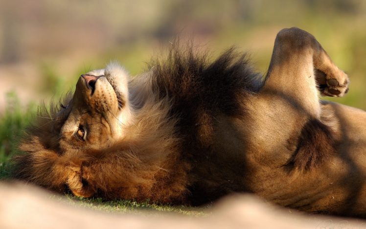 lion, Looking, To, The, Sky HD Wallpaper Desktop Background