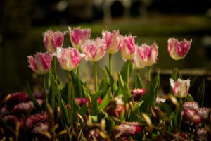 tulips, Flowers, Peteals, Garden