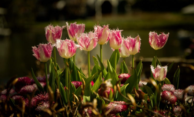 tulips, Flowers, Peteals, Garden HD Wallpaper Desktop Background