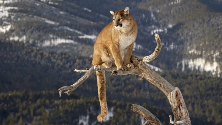 cougar, Mountain, Lion, Trees, Forest, Branch, Predator, Wildlife, Nature HD Wallpaper Desktop Background