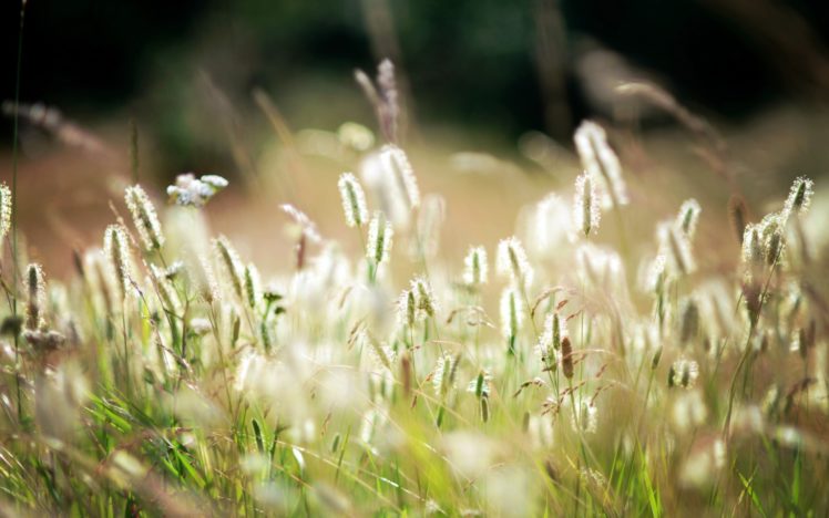 grass, Summer, Plants, Nature, Macro HD Wallpaper Desktop Background