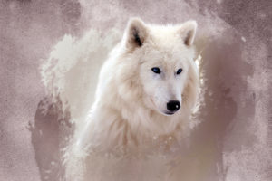 cg, Digital, Art, Manipulations, Animals, Predators, Wolf, Wolves