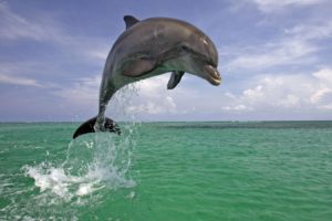 dolphin, Jumping