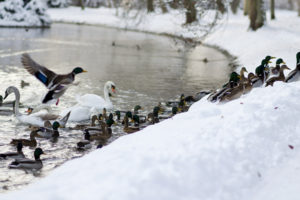 ducks, Swan, Landscapes, Wildlife, Winter, Snow, Rivers
