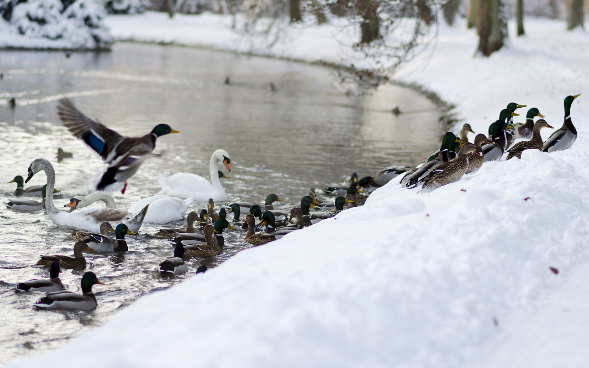 ducks, Swan, Landscapes, Wildlife, Winter, Snow, Rivers Wallpaper
