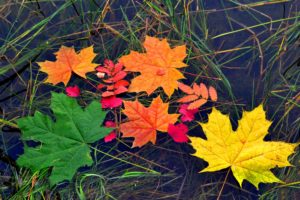 autumn, Water, Closeup, Foliage, Grass, Nature