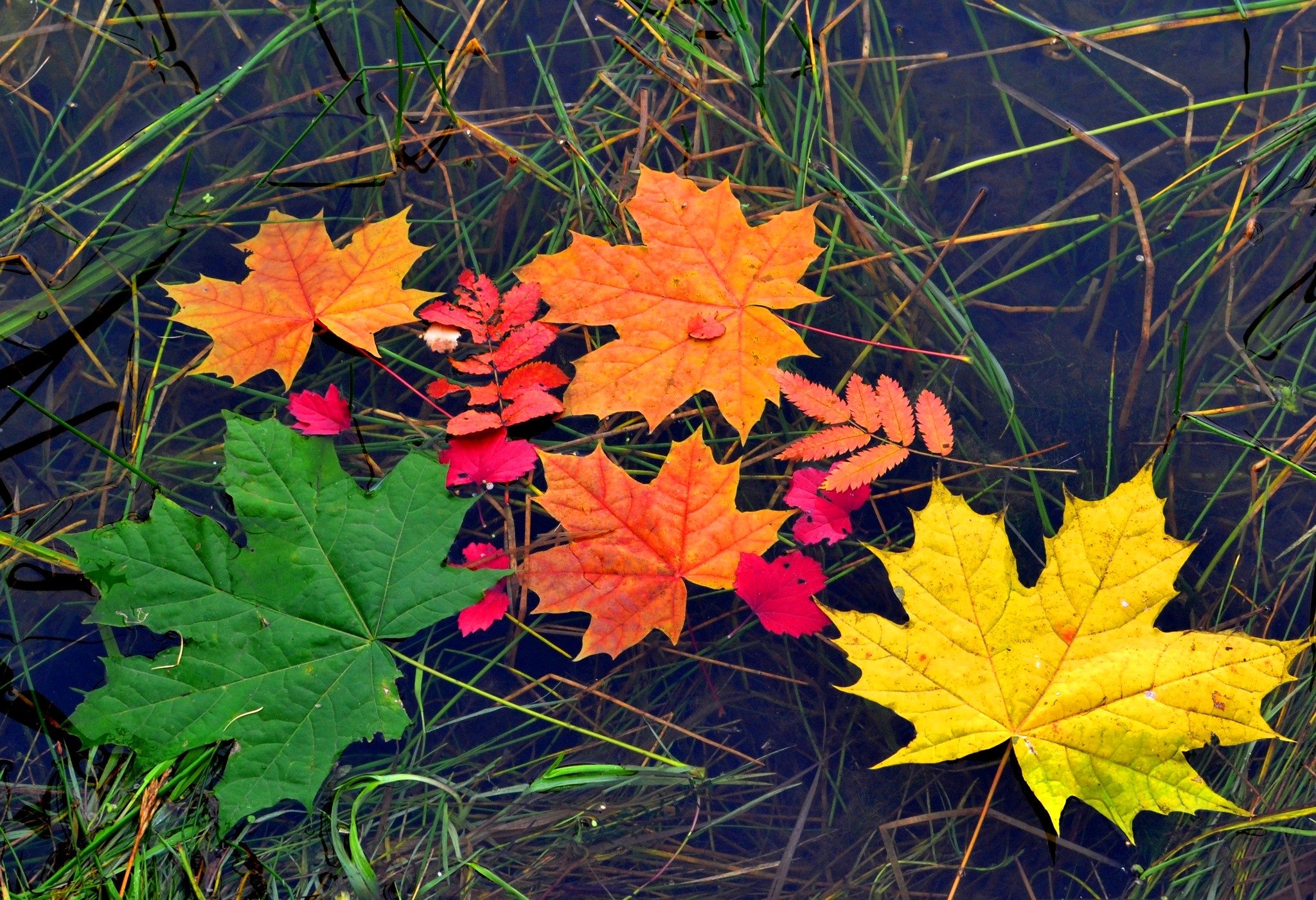 autumn, Water, Closeup, Foliage, Grass, Nature Wallpaper