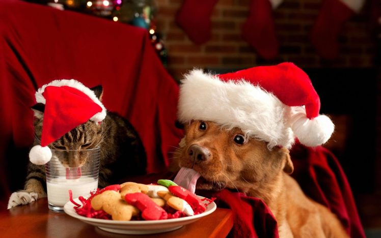 dogcat, Christmas, Cookies HD Wallpaper Desktop Background
