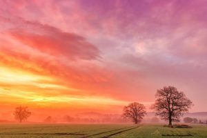 field, Trees, Dawn, Fog, Clouds, Sunrise