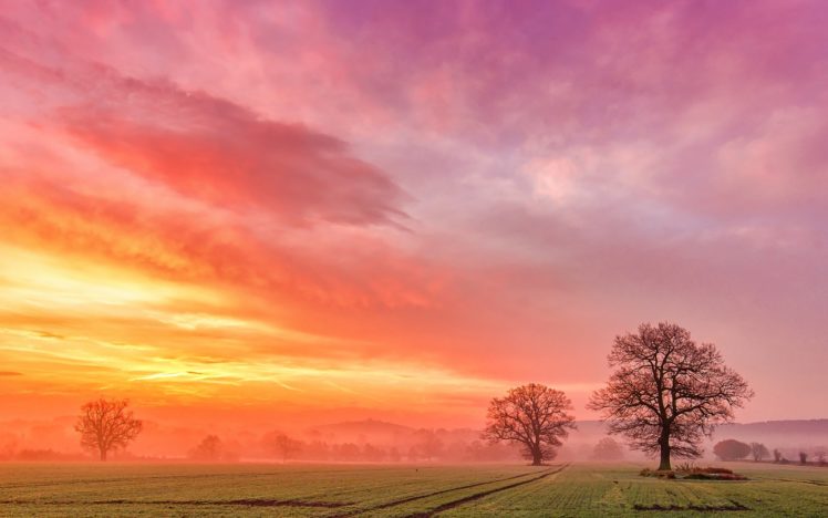 field, Trees, Dawn, Fog, Clouds, Sunrise HD Wallpaper Desktop Background