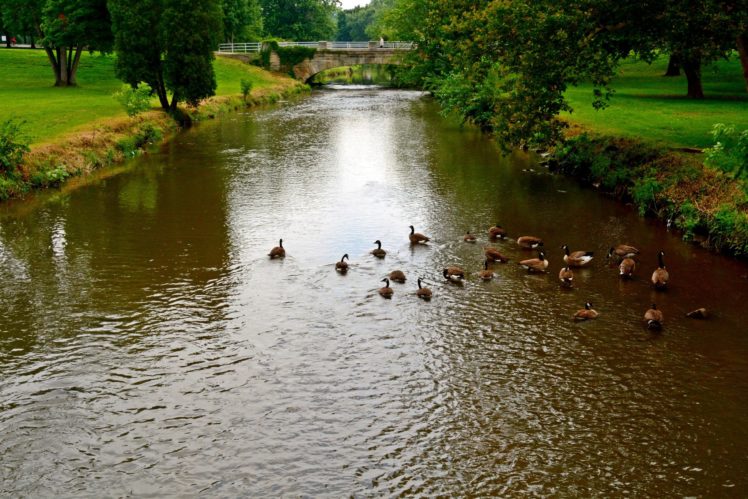 rivers, Ducks, Nature HD Wallpaper Desktop Background